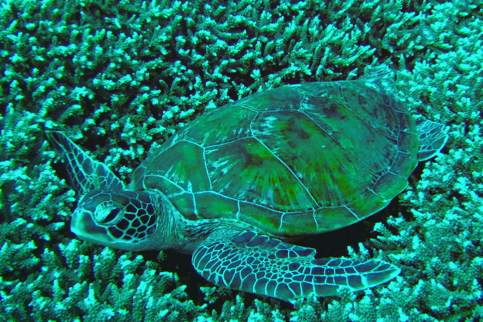 Turtle over a coral field