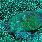 Turtle over a coral field