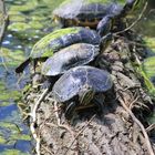 Turtle Parade