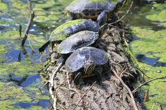 Turtle Parade