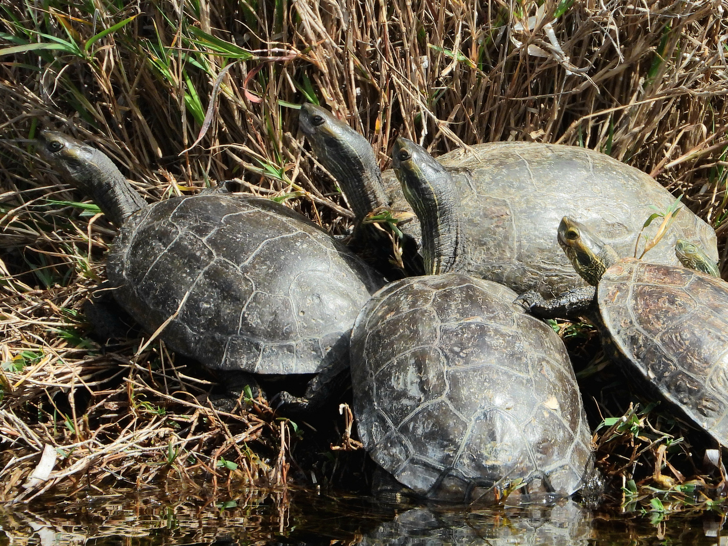 Turtle-Party