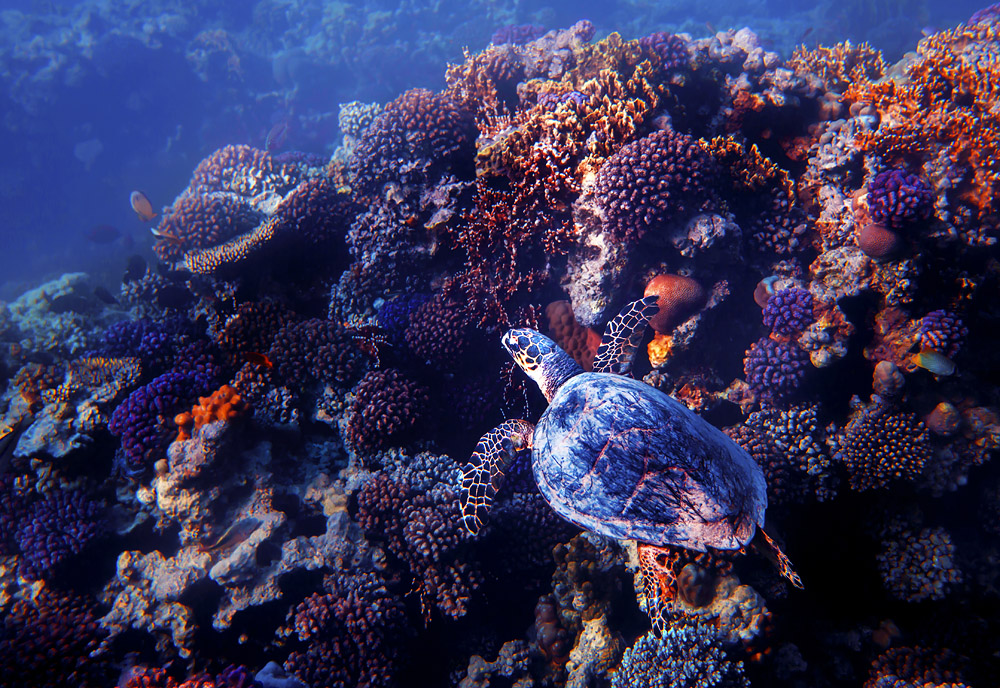 Turtle-Reef