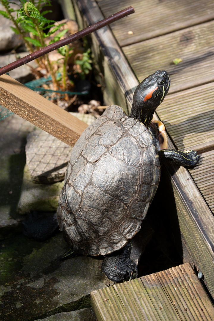 TURTLE SHOOTING