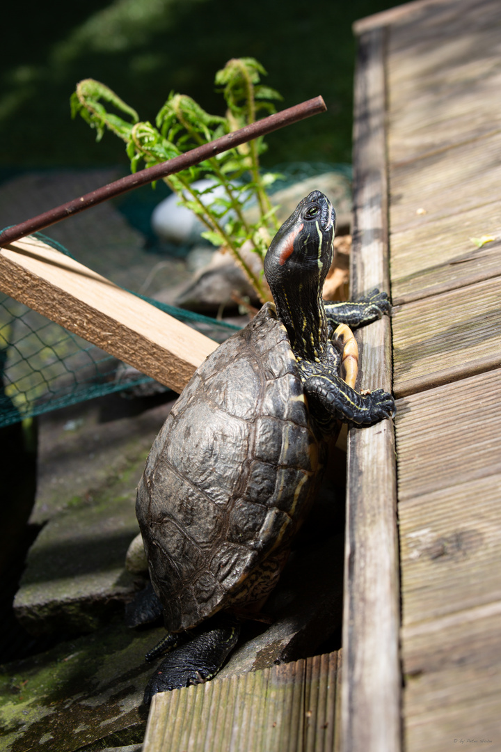 TURTLE SHOOTING