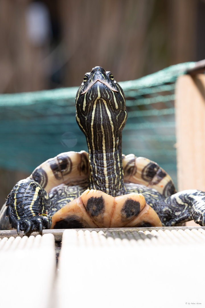 TURTLE SHOOTING