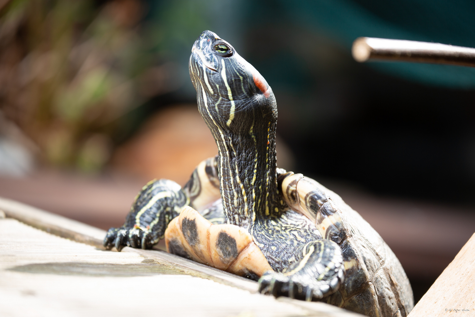 TURTLE SHOOTING