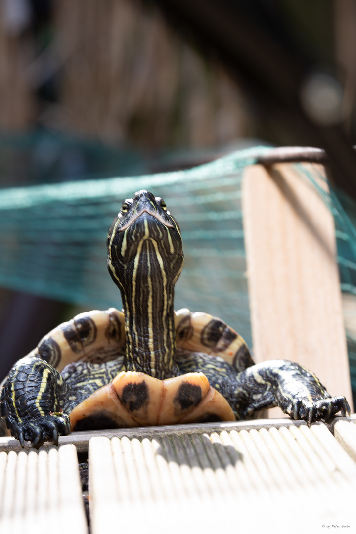 TURTLE SHOOTING