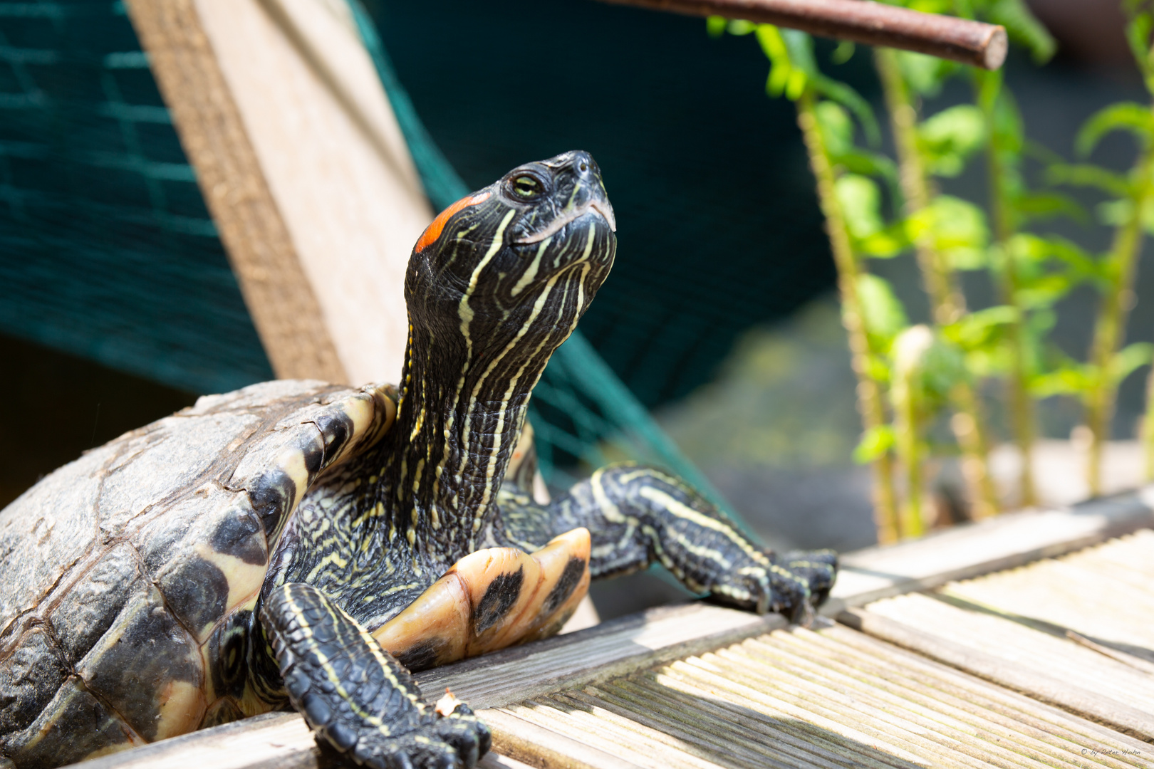 TURTLE SHOOTING