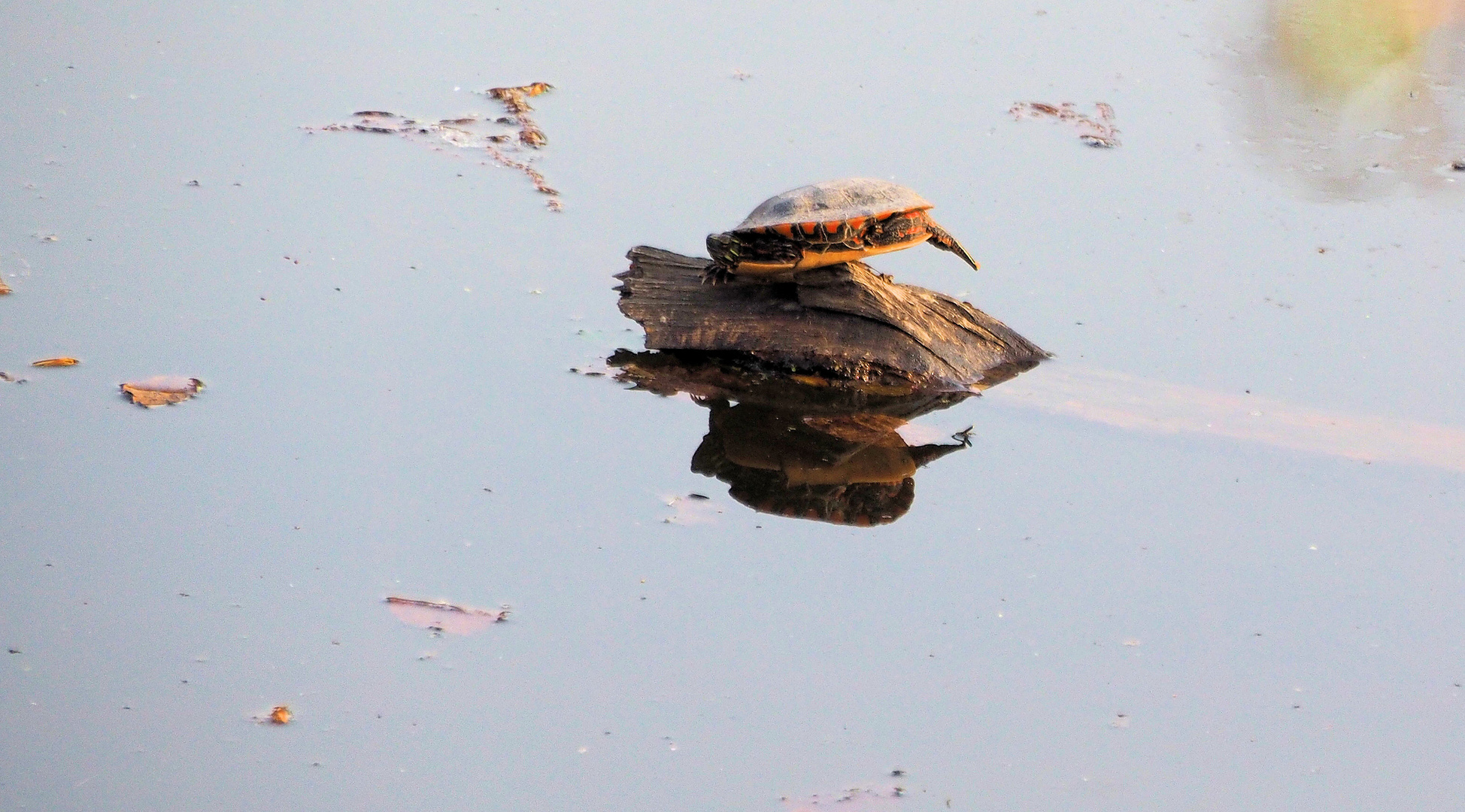 Turtle Spiegelung 