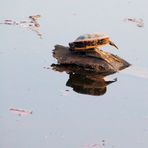 Turtle Spiegelung 