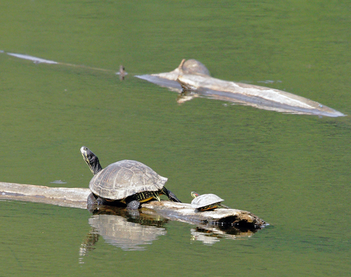 Turtle Tandem