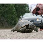 Turtle vs Audi TTS