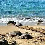 Turtlebay Hawaii