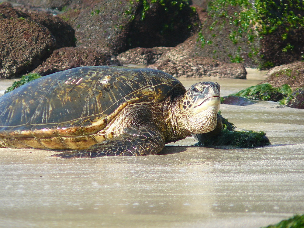 Turtlebay Ohau Feb.2008