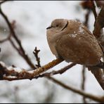 TURTLEDOVE