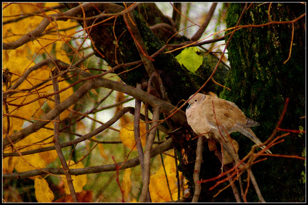 Turtledove