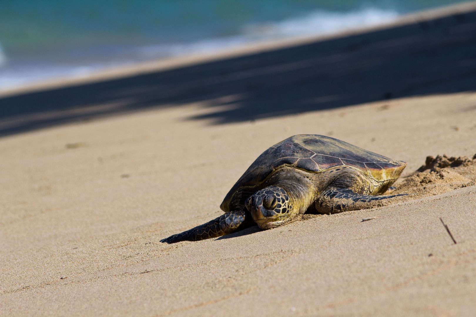 turtle@oahu