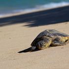 turtle@oahu