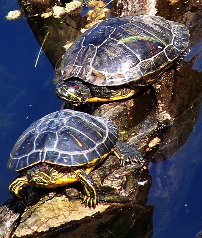 Turtles