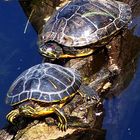 Turtles