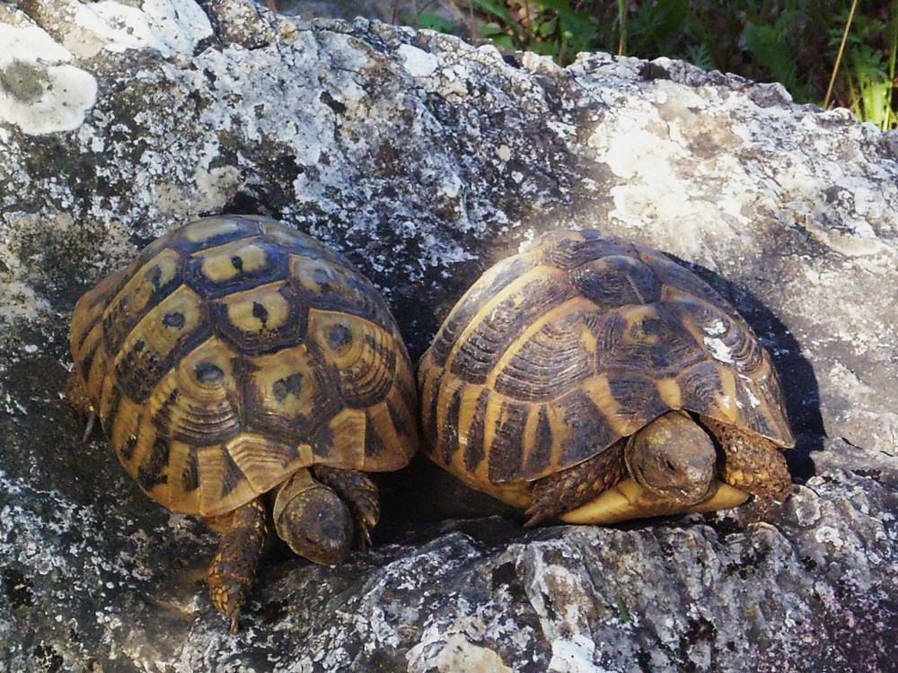 Turtles