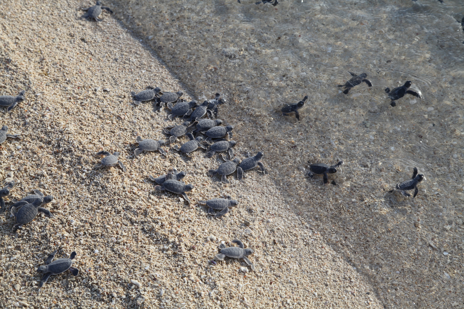 Turtles auf dem Weg ins Leben