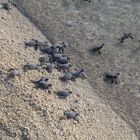 Turtles auf dem Weg ins Leben