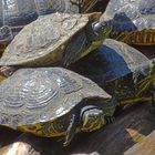 Turtles