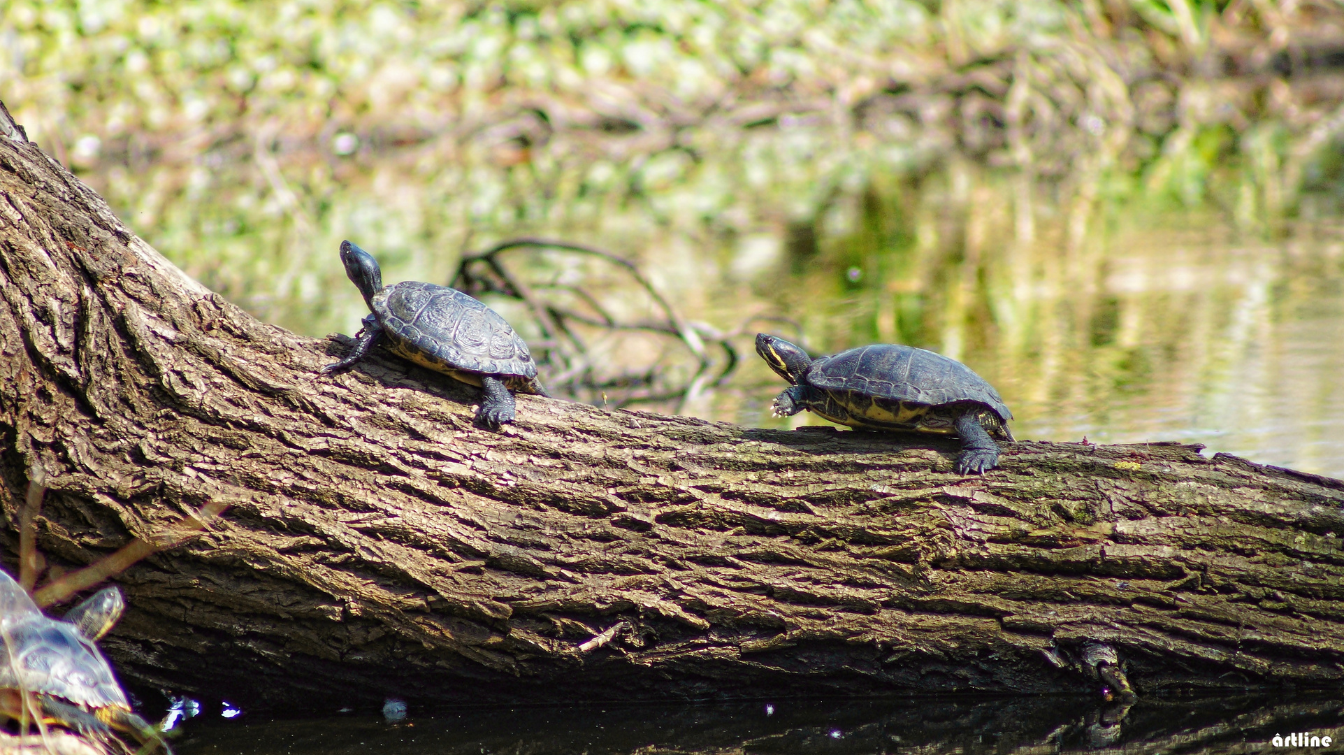 turtles