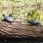 turtles