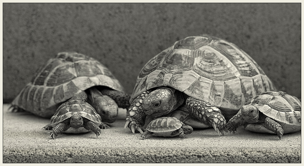 Turtles III