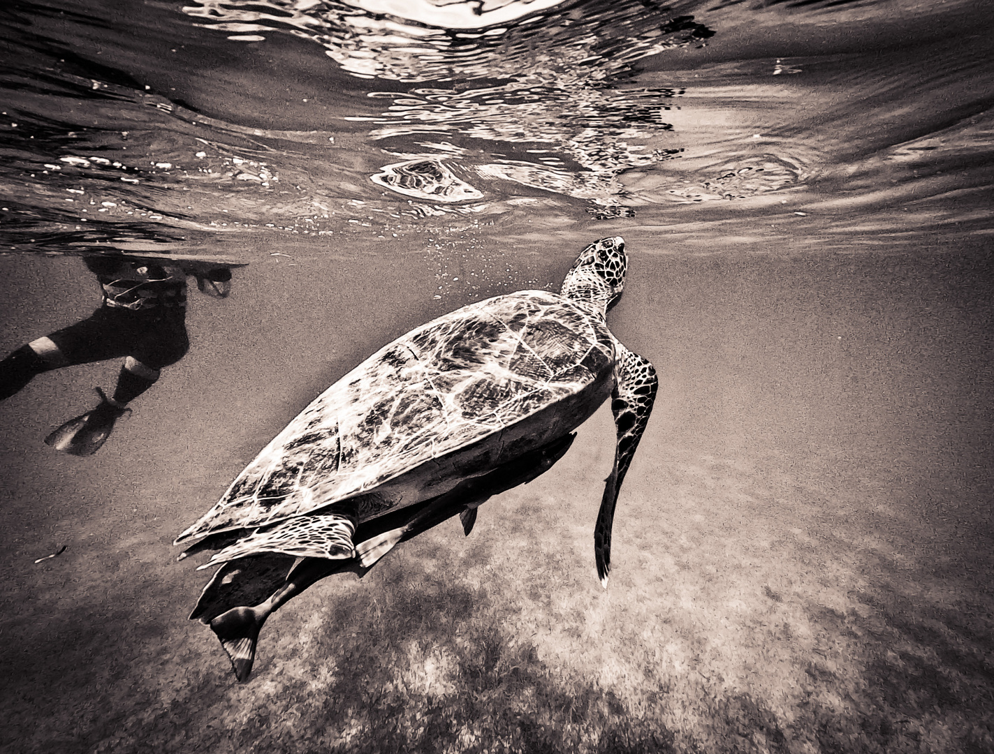 Turtles in Acumal