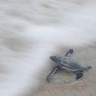 Turtles in Florida - made it!