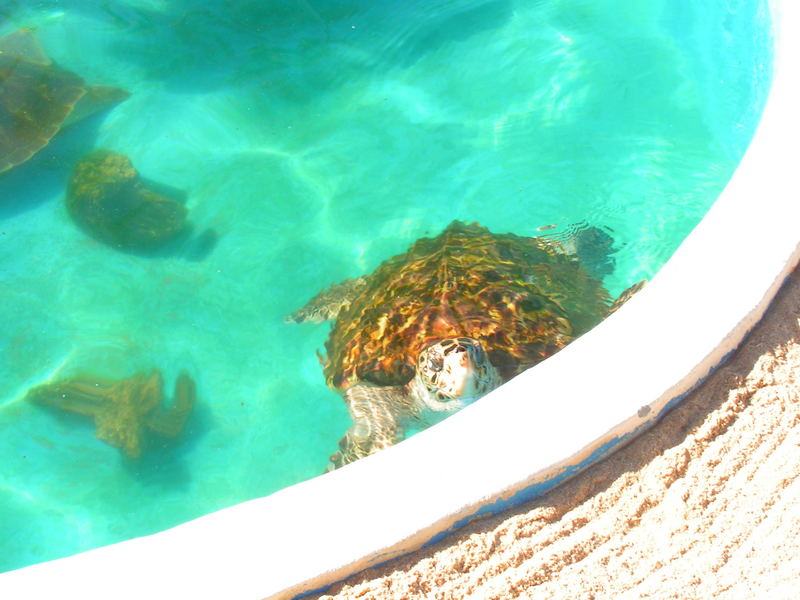 turtles in nursery