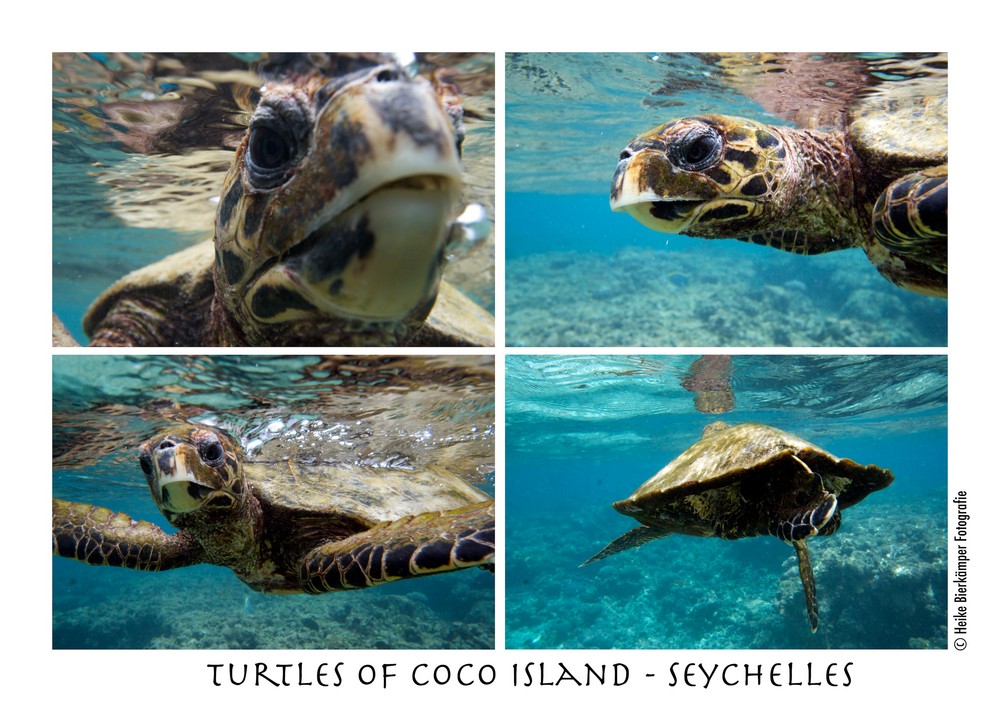 Turtles of coco island - seychelles