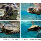 Turtles of coco island - seychelles