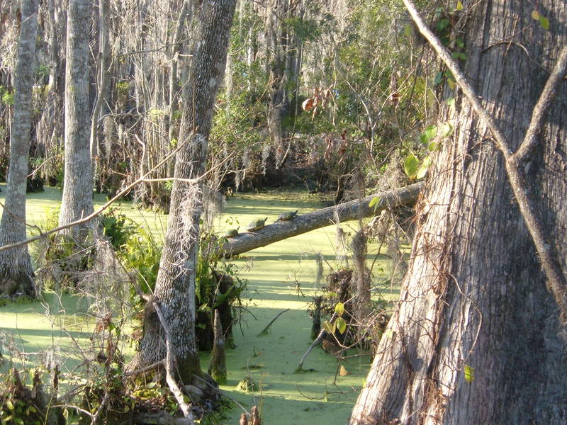 Turtles on the log