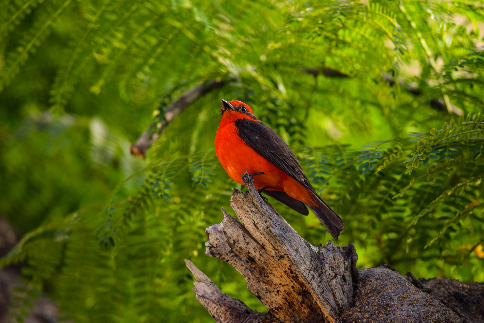 Turtupilin (Pyrocephalus obscurus)