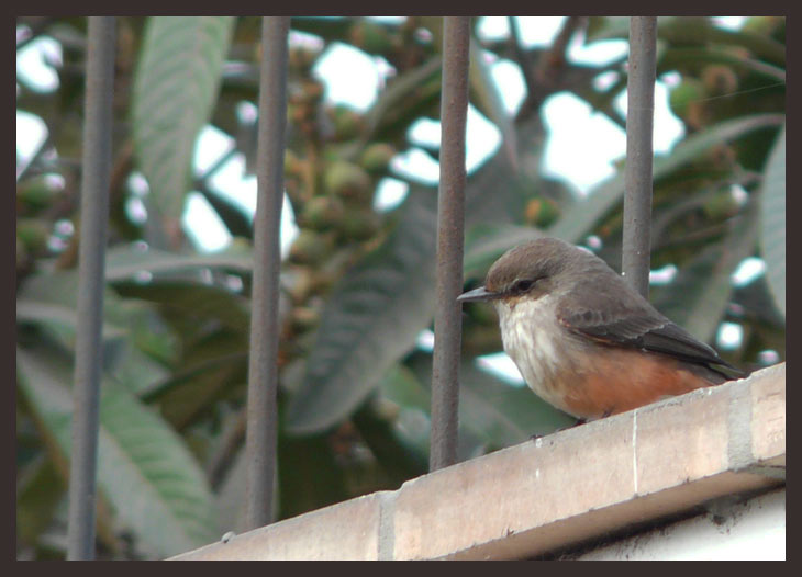 Turtuplin hembra (Pyrocephalus rubinus)