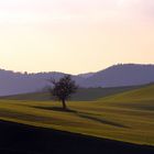 Tuscan countryside