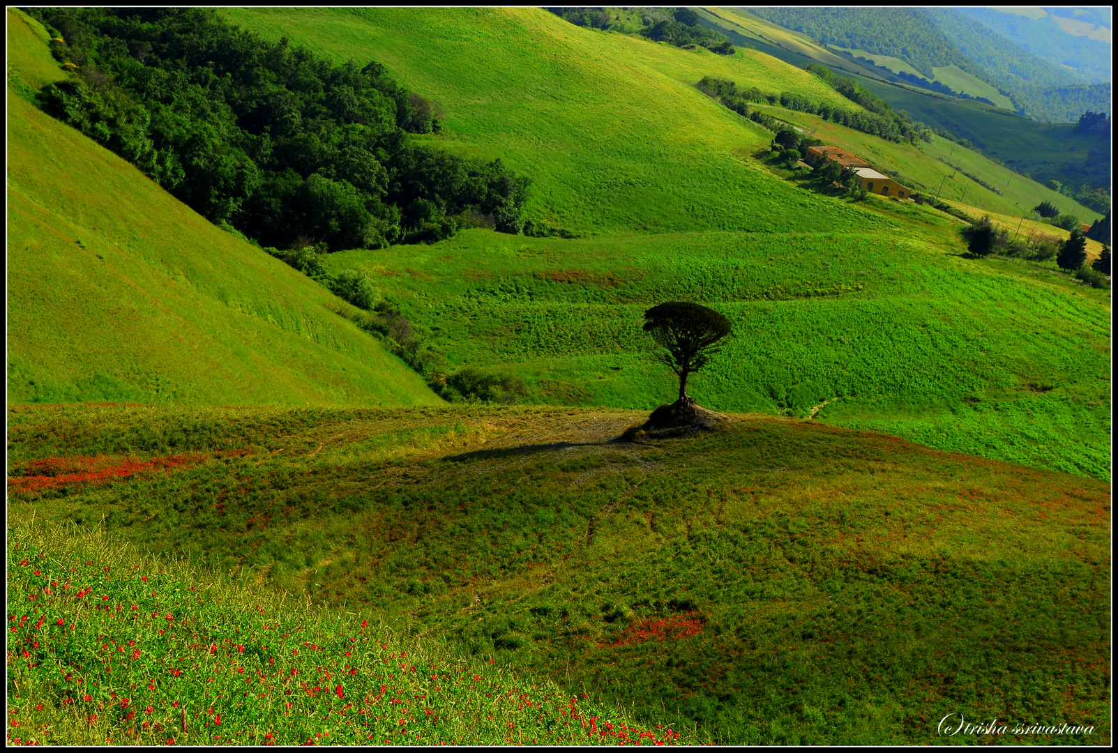 Tuscan Countyscape