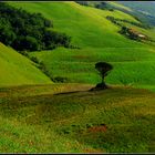 Tuscan Countyscape