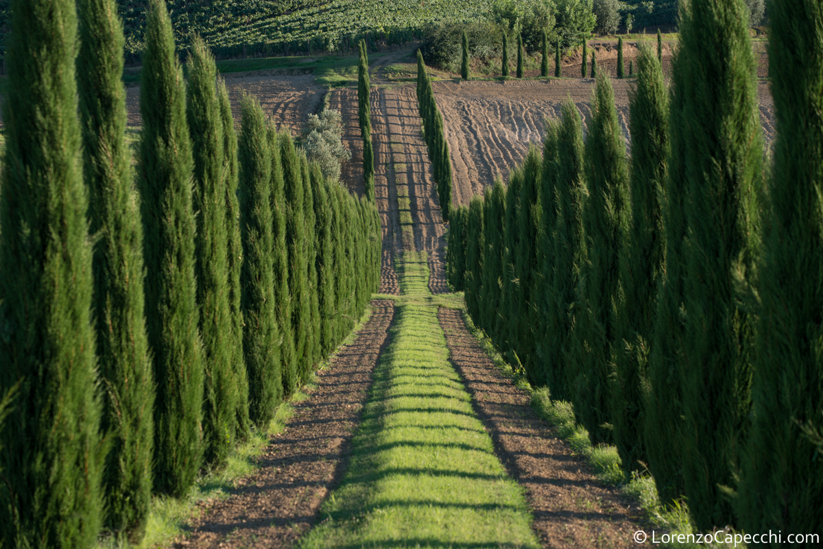 Tuscan Landscape