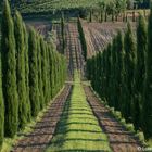 Tuscan Landscape