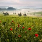 Tuscan spring