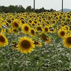 Tuscan Sunflowers