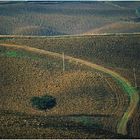 tuscany #8017 "Toskana Hügel after harvest"