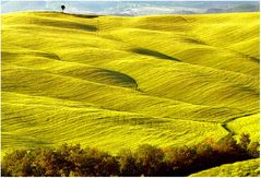 tuscany #8020 "Tuscany music VII"