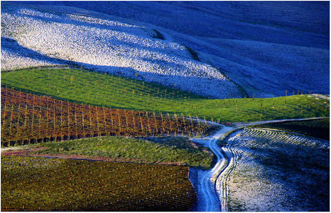 tuscany #8024 "Tuscany vineyards"