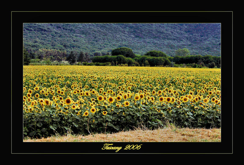 TUSCANY (colors)